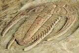 Early Cambrian Trilobite (Perrector) - Tazemmourt, Morocco #350855-4